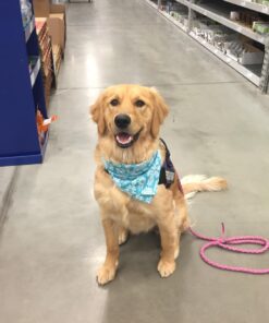 Merrick Grain Free Puppy Chicken Sweet Potato Recipe Dry Dog Food (4 lb) Puppy Real Chicken + Sweet Potato 4 Pound (Pack of 1) 33 61K7bHWO9TL