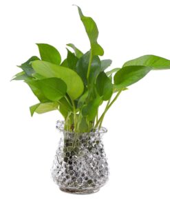 1 Pound Bag of Water Beads - Clear 30 61KJCSmsIzL