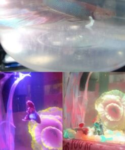 Hikari Betta Revive.08oz 16 61KKo8VK7DL