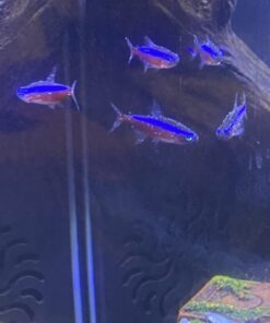 Kordon Rid Ich Plus #37656 - 16oz. 16 Ounce 21 61KO4ZQgUTL