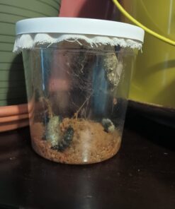 5 Live Caterpillars Shipped Now- Butterfly Kit Refill 47 61KYQSrOq L