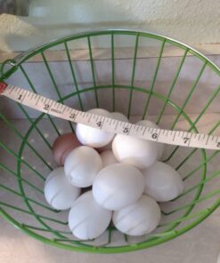 Ware Manufacturing Chicken Egg Basket 1 A 16 61Ks rhfhiL