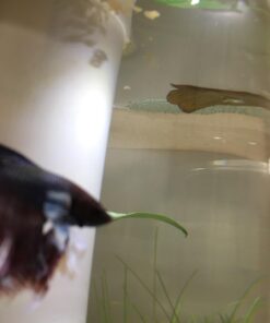 SunGrow 50 pcs Catappa Indian Almond Leaves for Betta Fish Tank Aquarium, 2” Water Conditioner Leaves, Leaf Also Suitable for Shrimp, Goldfish, Guppy and Frogs 50 Leaves 55 61Ks8SvUaL