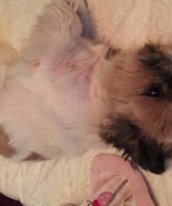 Organic Yarrow Flower Powder, 1 lb (453 g) 8 61KvWvrw3YL