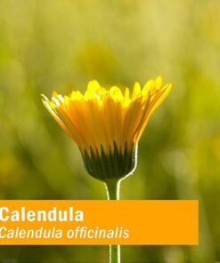 Herb Pharm Certified Organic Calendula Oil, 1 Fl Oz Calendula Oil, 1 Oz 16 61KvXMSpfOL