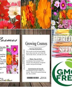 Big Pack - Cosmos USA Mix (8,000+) Flower Seeds By MySeeds.Co (Big Pack - Cosmos Mix) 37 61Kycbn68kL