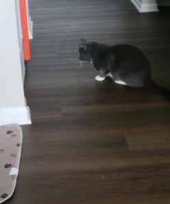 MOODY PET Fling-AMA-String Cat Toy Basic 12 61L0LjAgXkL