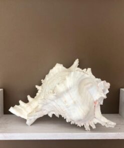 US Shell, 1 Piece, Murex Ramosus Sea Shell, 7 to 8 Inch Size 15 61L5gX E6oL
