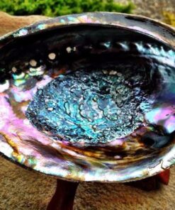 New Age Smudges & Herbs® 5 - 6 inches Premium Natural Abalone Shell &Wooden Stand~ Smudging, Cleansing Home, Meditation, Incense Holder, Home Décor, 100% Natural & Sustainable. 46 61L8VmPgqfL 2