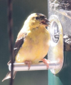 Wagner's 76029 Black Oil Sunflower Seed Wild Bird Food, 40-Pound Bag 31 61LHQua9 NL