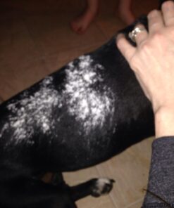 Zodiac Flea & Tick Powder for Dogs, Puppies, Cats & Kittens beige Small 18 61LLcHzGL