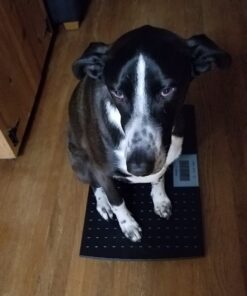 W.C Redmon Precision Digital Pet Scales, Large Large (Pack of 1) 35 61LOBRvSr L