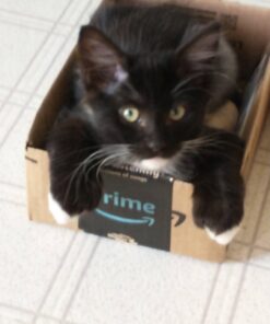 Amazon Basics Standard Dog Poop Bags With Dispenser and Leash Clip, Unscented, 300 Count, 20 Pack of 15, Black, 13 Inch x 9 Inch 15 Count (Pack of 20) 23 61LUtohYmsL