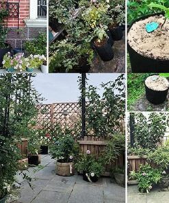 SUPERthrive The Original Vitamin Solution - Liquid Concentrate, May Add to Any Fertilizing Program, 4 fl. oz. 4 Ounces 30 61LVjgVuRPL