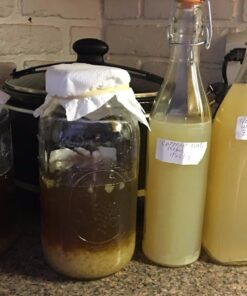 Quarter Cup Florida Sun Kefir Exclusive LIVE Prickly Pear Cactus Nodules Virgin Water Kefir Grains Unused 30 61LbD4S3UxL