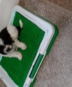 Artificial Grass Pee Pad Set for Dogs - Reusable Puppy Essential for Potty Training Small Pets Indoors and Outdoors by PETMAKER (Green) Potty Trainer 11 61LbVHDYkJL