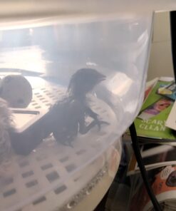 12 Large Fertile Hatching Coturnix Quail Eggs 41 61Ldn3IzEL