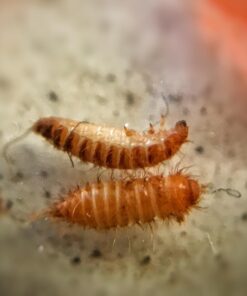 HARRIS Bed Bug Killer, Liquid Spray with Odorless and Non-Staining Formula (Gallon) 20 61LdqA4QMUL