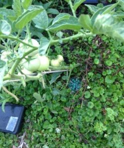 Neogen Ramik Green Fish Flavored Weather Resistant Rodenticide Nuggets, 4 lb bag 4-pound pouch 42 61LfmS8hjUL