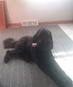 Nylabone Power Chew Dog Toy - Dog Toys for Aggressive Chewers - Indestructible Dog Toys for Aggressive Chewers Large Breed - For Extra Large Dogs - Bacon Flavor X-Large/Souper (1 Count) X-Large/Souper - 50+ lbs. 47 61Li1nHUGCL