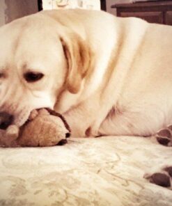 Amazing Turmeric for Dogs Curcumin Pet Antioxidant, Eliminates Joint Pain Inflammation, 120 Chews 28 61LkKwshk3L