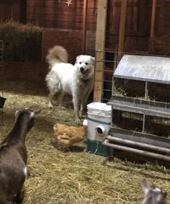 RentACoop 20lb BPA-Free Chicken Feeder with Large Ports - Includes Lid, Anti-Roost Cone, Ports, Rain Hoods - Suitable for Chickens - Corner Placement 33 61LuMnvztlL