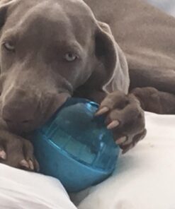 Our Pets Smarter Toys IQ Treat Ball - Colors Mary Vary - 4" (2130010792) IQ TREAT BALL 4" 45 61Lz5 HpS3L