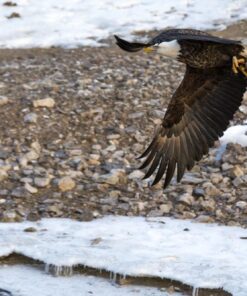 Tamron SP 70-200MM F/2.8 DI VC USD Telephoto Zoom Lens for Nikon (FX) Cameras Nikon FX Cameras 57 61M0X7j qLL