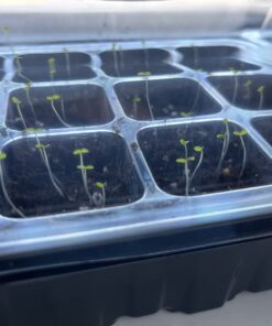 Outsidepride Viola Johnny Jump Up Wild Flowers & Ground Cover Plants - 5000 Seeds Johnny-jump Up 52 61M5LIspwDL