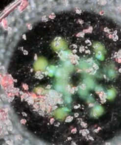 Koolertron Aluminum Alloy Microscope Stand Portable Adjustable Manual Focus Digital USB Microscope Holder Support Adjusted Up and Down 7.3 inch 20 61M7701bm4L