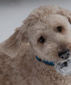 Tamron SP 70-200MM F/2.8 DI VC USD Telephoto Zoom Lens for Nikon (FX) Cameras Nikon FX Cameras 41 61M7KE0dHmL