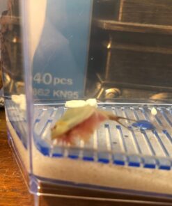 50 Eggs of Triops Longicaudatus (Tadpole Shrimp) Triassic Dinosaur Living Fossil 15 61M7dBl7GiL