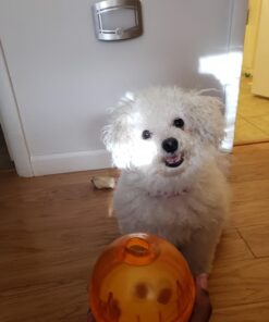 Our Pets Smarter Toys IQ Treat Ball - Colors Mary Vary - 4" (2130010792) IQ TREAT BALL 4" 44 61M85ygFZL