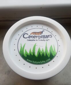 5 Live Caterpillars Shipped Now- Butterfly Kit Refill 43 61MAiSmb5DL