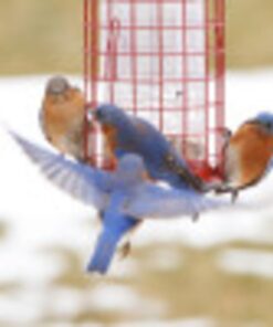 Perky-Pet 102 4 lb Squirrel Resistant Easy Feeder 27 61MFune7 8L