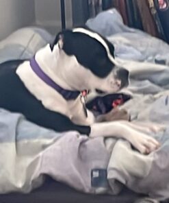 GoTags Stainless Steel Pet ID Tags, Personalized Dog Tags and Cat Tags, up to 8 Lines of Custom Text, Engraved on Both Sides, in Bone, Round, Heart, Bow Tie and More Rectangle Regular (Pack of 1) 37 61MHwQIqpFL