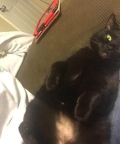 Comfort Zone Feliway Diffuser Refills for Cats and Kittens, 2 Pack 33 61MLAs21drL