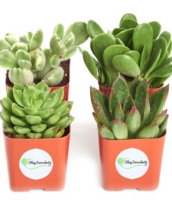 Shop Succulents Verde Succulent Plant Pack Collection - Live Mini Succulent Plants, Low Maintenance, Mix of Green Succulents & Textures - Wedding and Party Favors, Gift & Garden, Pack of 4 4-Pack 14 61MQUOe6SzL