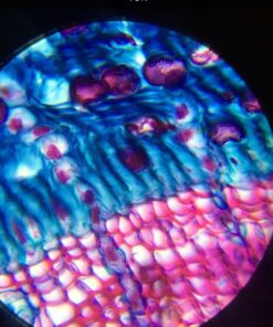 OMAX 40X-2000X LED Binocular Compound Lab Microscope w/ Double Layer Mechanical Stage + Blank Slides, Cover Slips, & Lens Cleaning Paper, M82ES-SC100-LP100 76 61MUKz i5SL 1