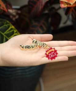 TSANLY Gold Grillz 6 Teeth Mouth 24K Plated Gold Top & Bottom Grills Caps Set for Son + Extra Molding Bars + Microfiber Cloth 13 61MWHjBX1WL