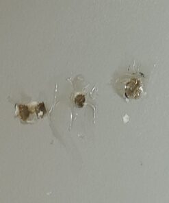 Sashco Big Stretch Acrylic Latex High Performance Caulking Sealant, 10.5 oz Cartridge, Clear 11 61MXO2pPXCL