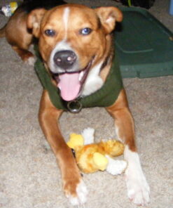 KONG - Plush, Low Stuffing Squeak Duck Dog Toy - Replacement Squeaker Included- For Small Dogs 1 Pack 27 61MZ lyHavL