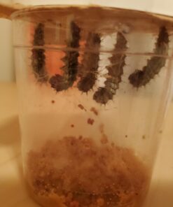5 Live Caterpillars Shipped Now- Butterfly Kit Refill 56 61MaA9BJt L