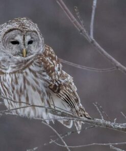 Sigma 150-600mm 5-6.3 Sports DG OS HSM Lens for Canon Canon SLR Mount US Version 86 61Mased2 gL