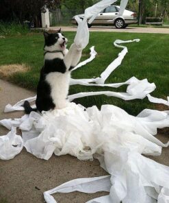 Cottonelle Ultra ComfortCare Big Roll Toilet Paper, Bath Tissue, 12 Toilet Paper Rolls 47 61MbztJVNML