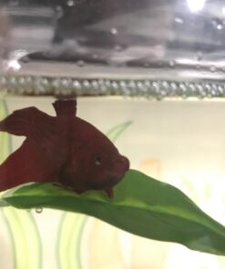 Blue Spotted Betta Plant Leaf Pad for Betta Fish, Tropical Fish Aquariums & Saltwater Fish Aquariums 1 Pack 24 61Mi4M5b32L