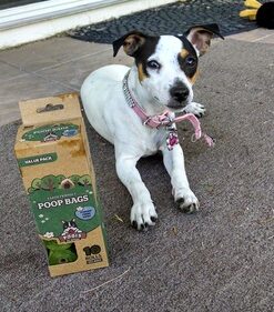 Pogi’s Dog Poop Bags - 10 Rolls (150 Doggie Poop Bags) - Leak-Proof Dog Waste Bags - Scented, Ultra Thick, Extra Large Poop Bags for Dogs 1 Count (Pack of 150) 26 61Mix2zJXBL