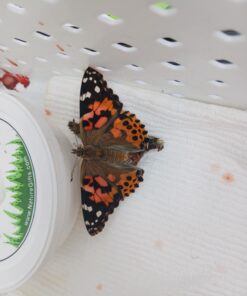 5 Live Caterpillars Shipped Now- Butterfly Kit Refill 40 61Ms WmYvL