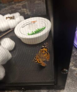 10 Live Caterpillars Shipped Now: Butterfly Kit Refill 39 61MuonI6IgL