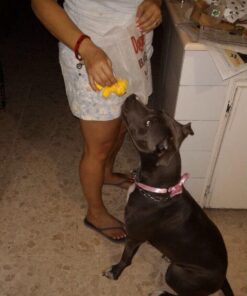 Plush Neon Dogs (1 dozen) - Bulk, Assorted Colors 22 61MuvG5HCyL